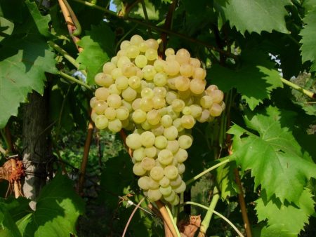 Grape branch