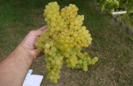 Bunch of grapes