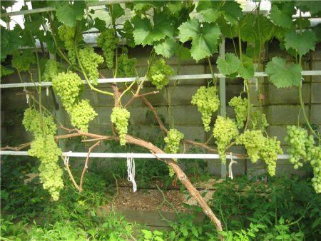 Vine