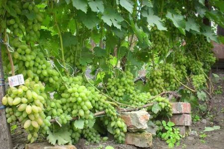 Good harvest