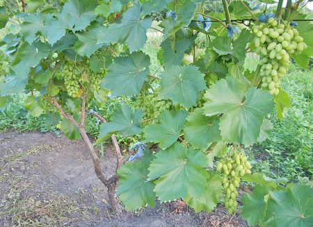 Grape growing