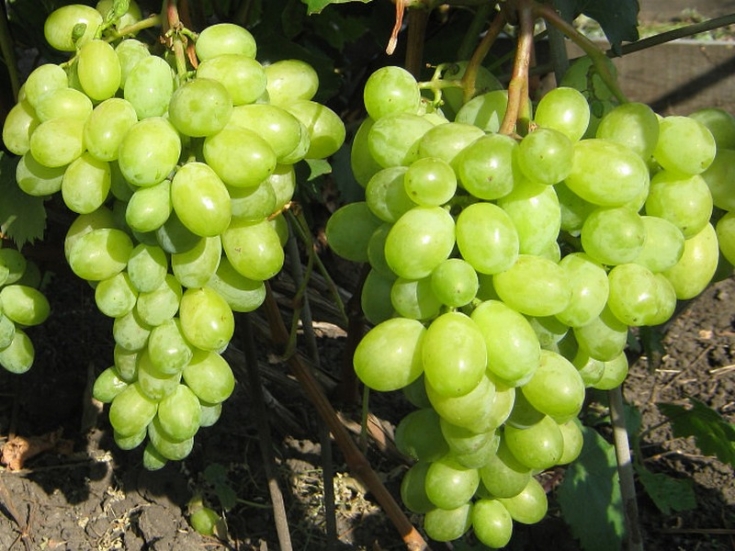 Grapes Timur