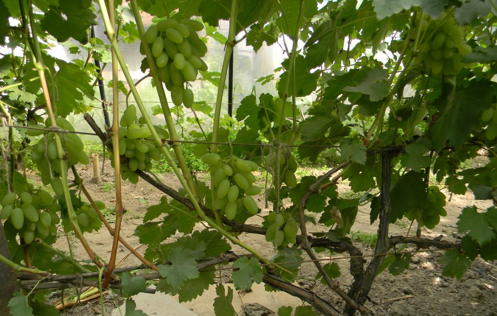 Vine