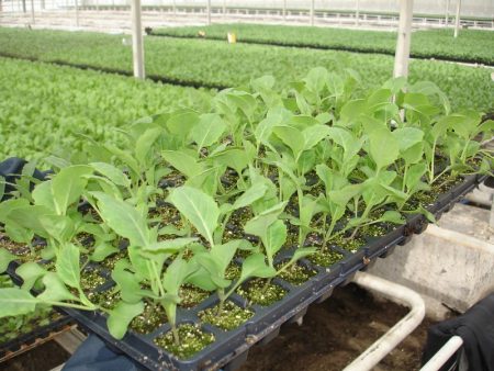 resistant varieties