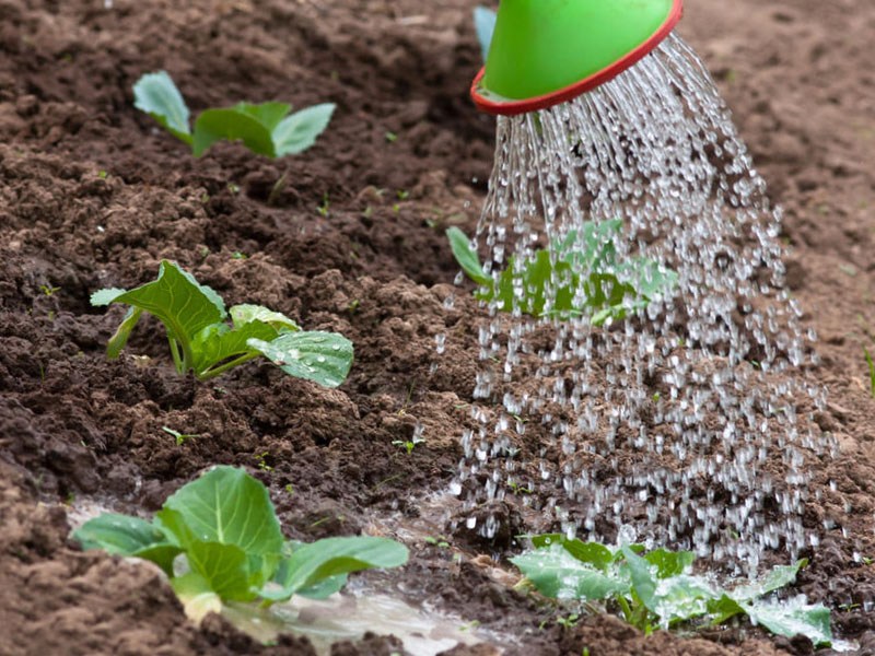 watering kohlrabi