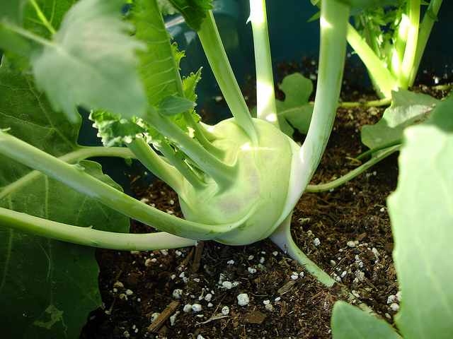 soil for cabbage
