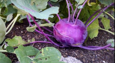 growing tips