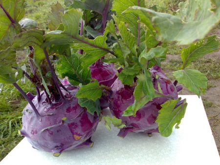 varieties of cabbage