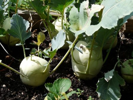 cabbage care