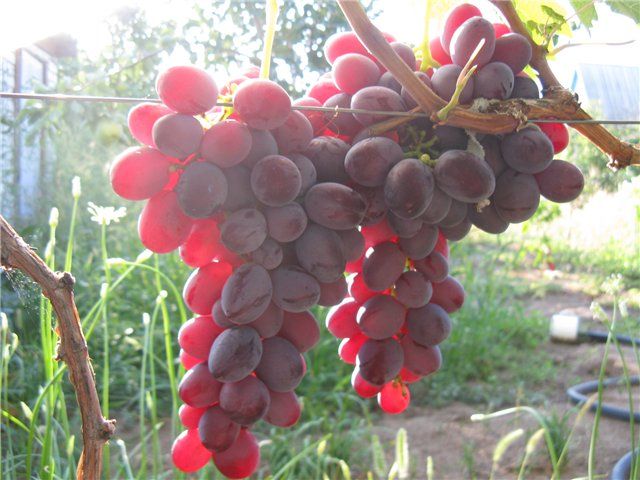 Ruby Anniversary - Grape Variety
