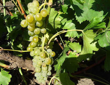 Grapes Bianca