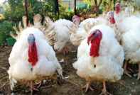 Turkeys Big 6: breeding and rearing