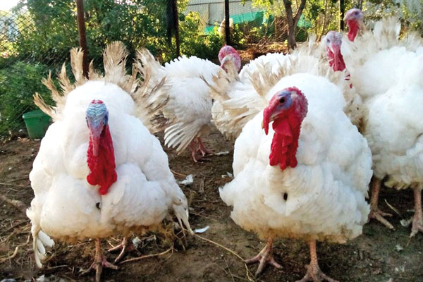 Turkeys Big 6: breeding and rearing