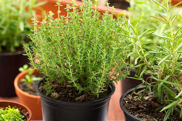 thyme cultivation