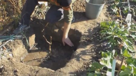 Preparation of a landing pit for grapes