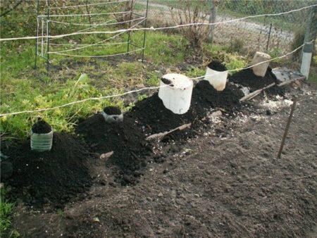 Rules for planting grapes