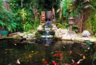 What kind of fish is better to breed in an artificial pond