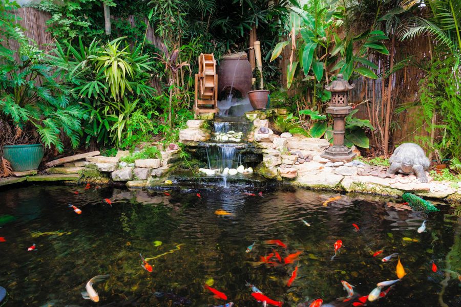 What fish is better to breed in an artificial pond