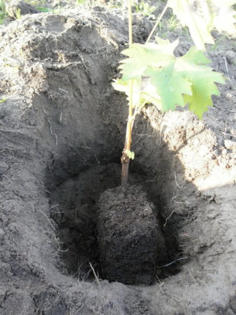 Grape planting dates