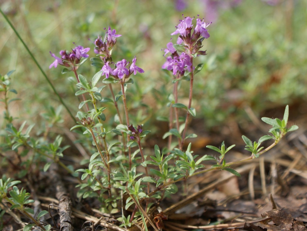 Creeping thyme