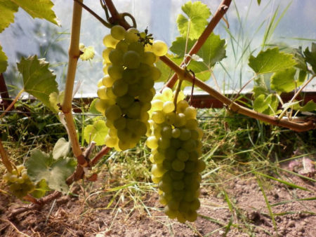 grape variety Bianca