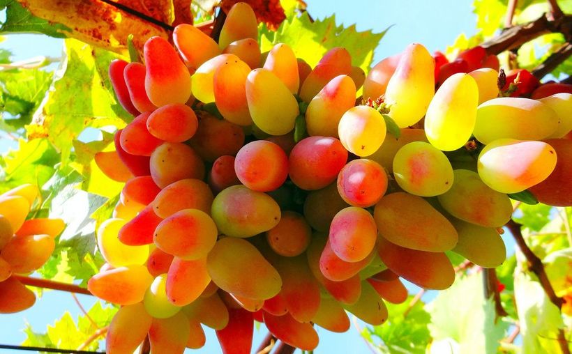 Grape variety Ladies fingers