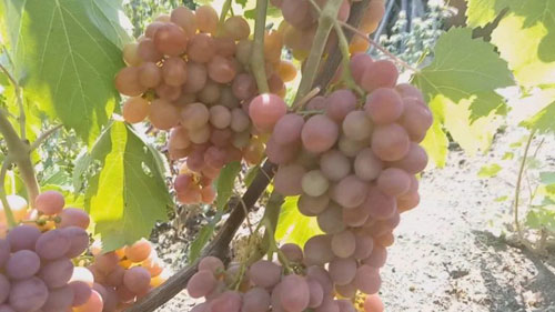 hybrid variety Dashun