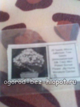 the seeds
