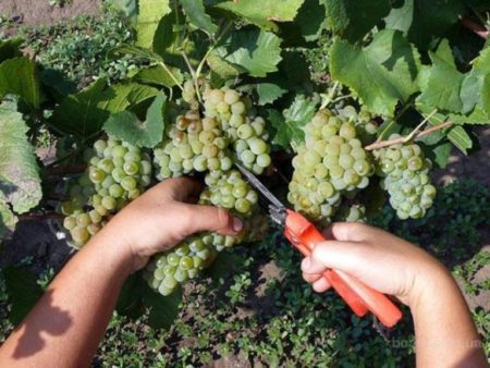 Grape pruning