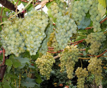 White Wonder Grapes