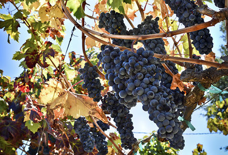 Grapes Black Pearl