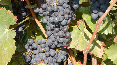 Grapes Black Pearl