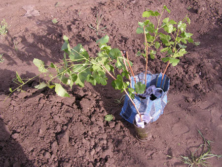 Black Pearl Cuttings