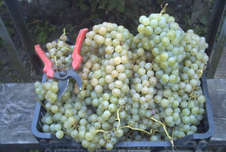Harvesting