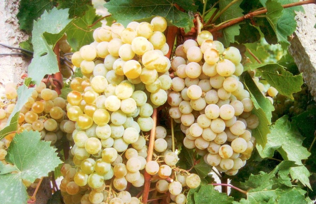 Citron Magaracha Grapes