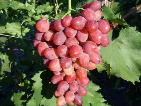 Grape berries ruby anniversary