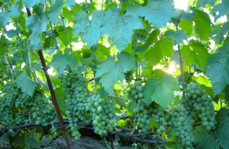 Grape bush