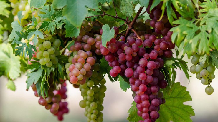 The best elite grape varieties for central Russia with photos and descriptions