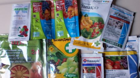 Fungicides for processing grapes from pests and diseases
