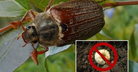 Grape Pests