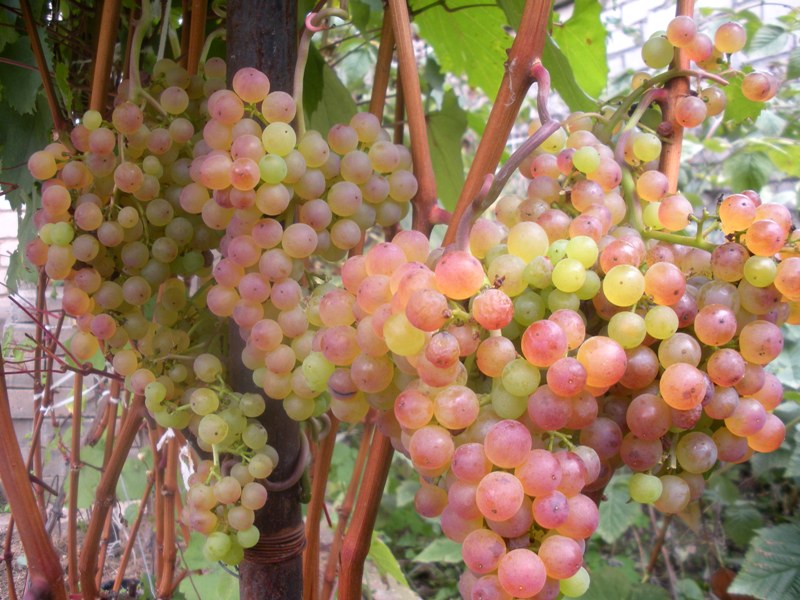 Grapes