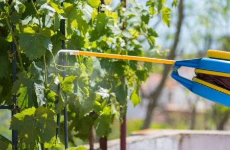 Grape processing