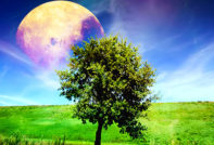 nature