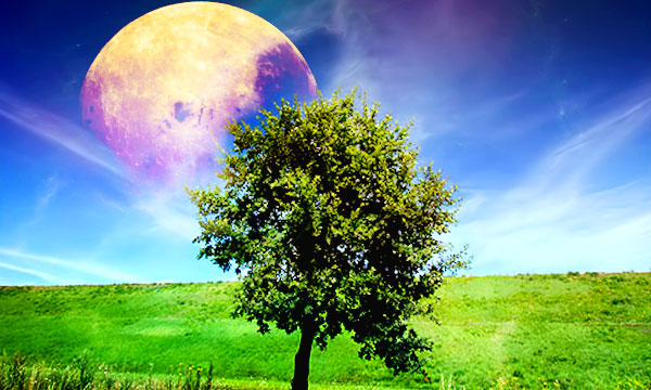 nature