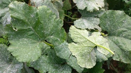 Powdery mildew in grapes