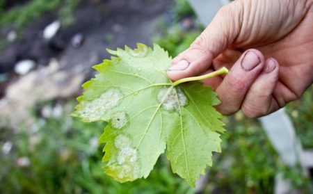 Powdery mildew