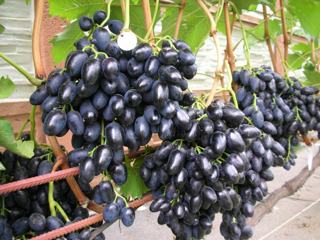 Grapes Hope