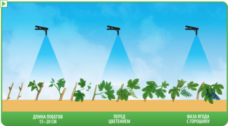 When to spray grapes