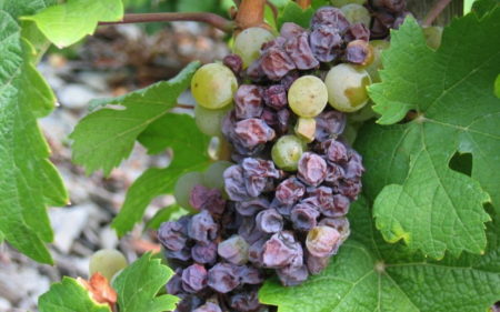 Grape diseases