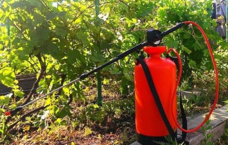 Grape Processing for Disease